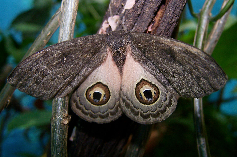 FIGURE 3f FIGURE 3f